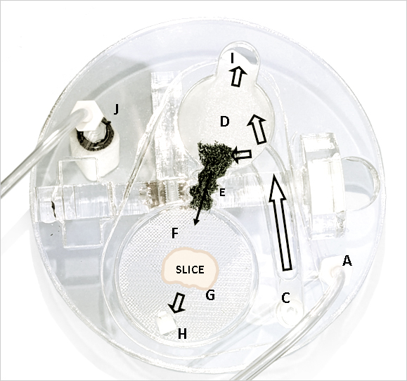 Brain Slice Transporter, top